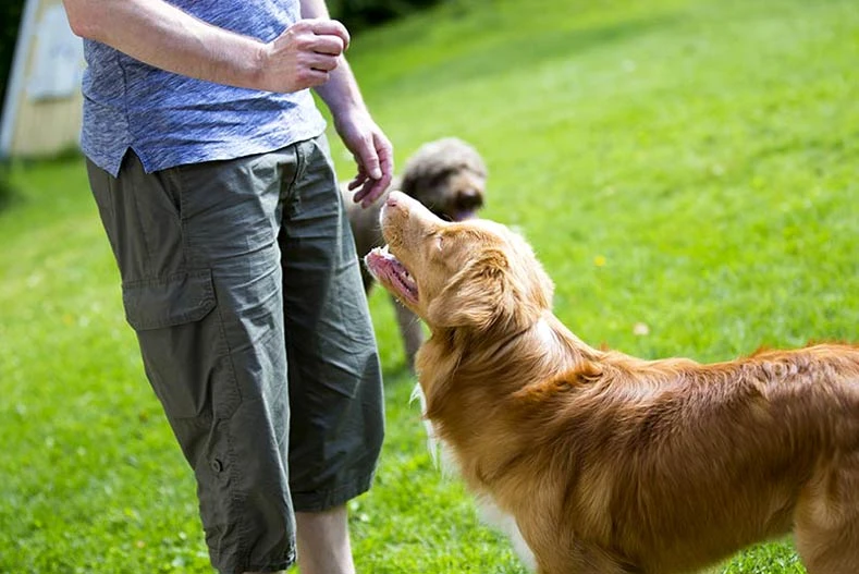 Training Your Dog In A Nutshell