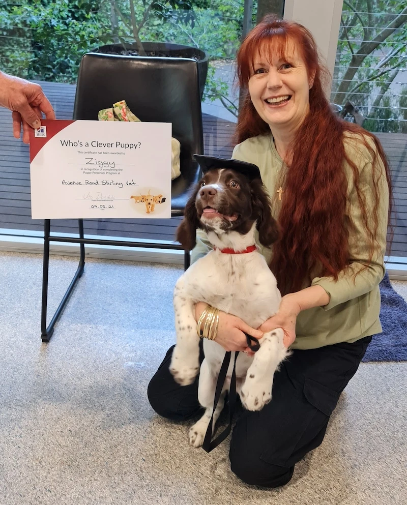 How To Train A Dog Using Simple Tips And Tricks