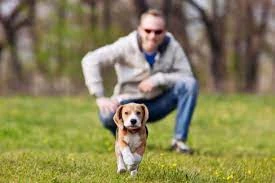 The Do's And Don'ts Of Proper Dog Training