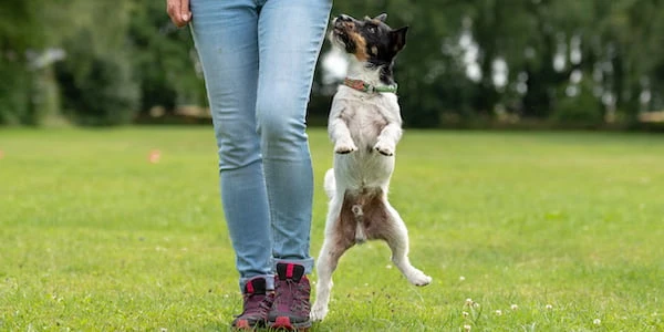 Stop Having Trouble Training Your Dog