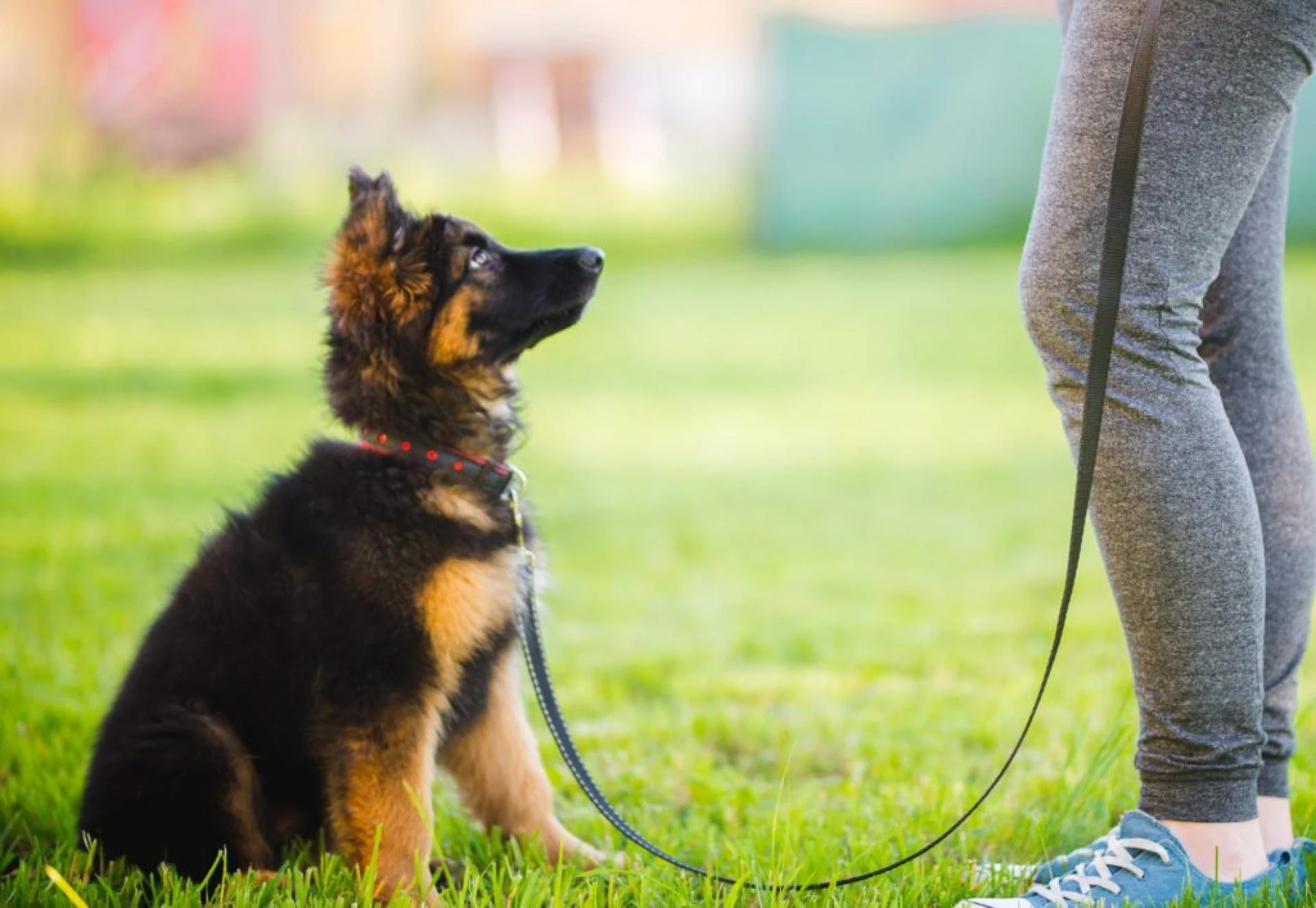 Successful Puppy Training, The Basic Way To Start