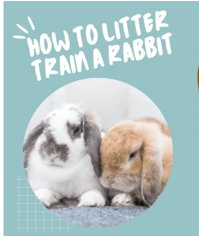 The Smart Trick of Dogs That No One is Discussing