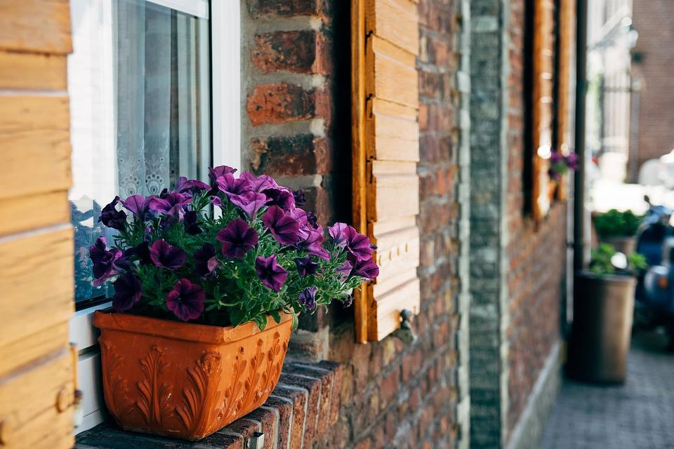 Indoor Flowering Plants &amp; Flowers That Will Uplift Your Mood…