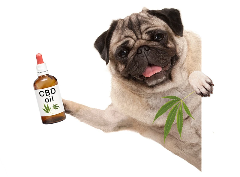 Finding The Best CBD For Pets: A Comprehensive Guide