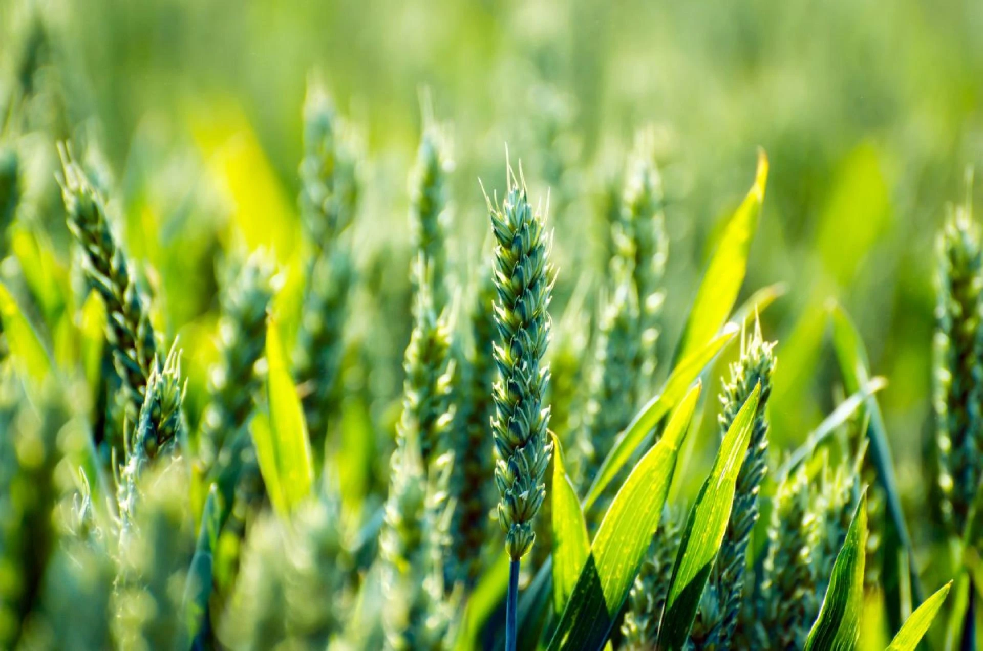Where do I find Buyer of Agricultural Products ?