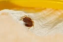 Get Rid of Bed Bugs: The Tools and Techniques to Keep Your Home Bed Bug Free