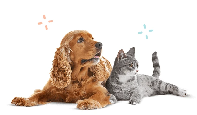 Professional Dog Grooming Service: Ensuring Your Furry Friend's Best Look and Health