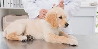San Sebastian - anuncios clasificados de animales en venta, productos, alimentos, juguetes y accesor