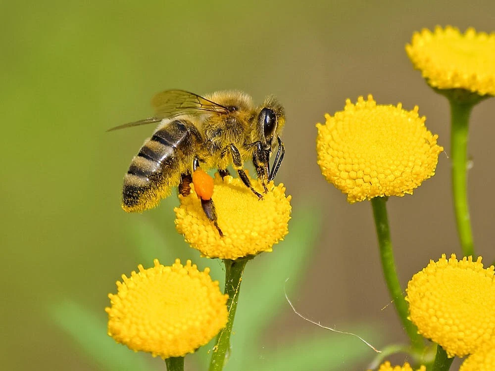 Buzzing Benefits - Why Are Bees Good For Our Environment?