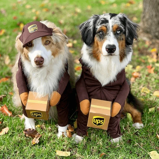 How to Dress Your Pet: The Newest Ideas for Good-Looking Costumes