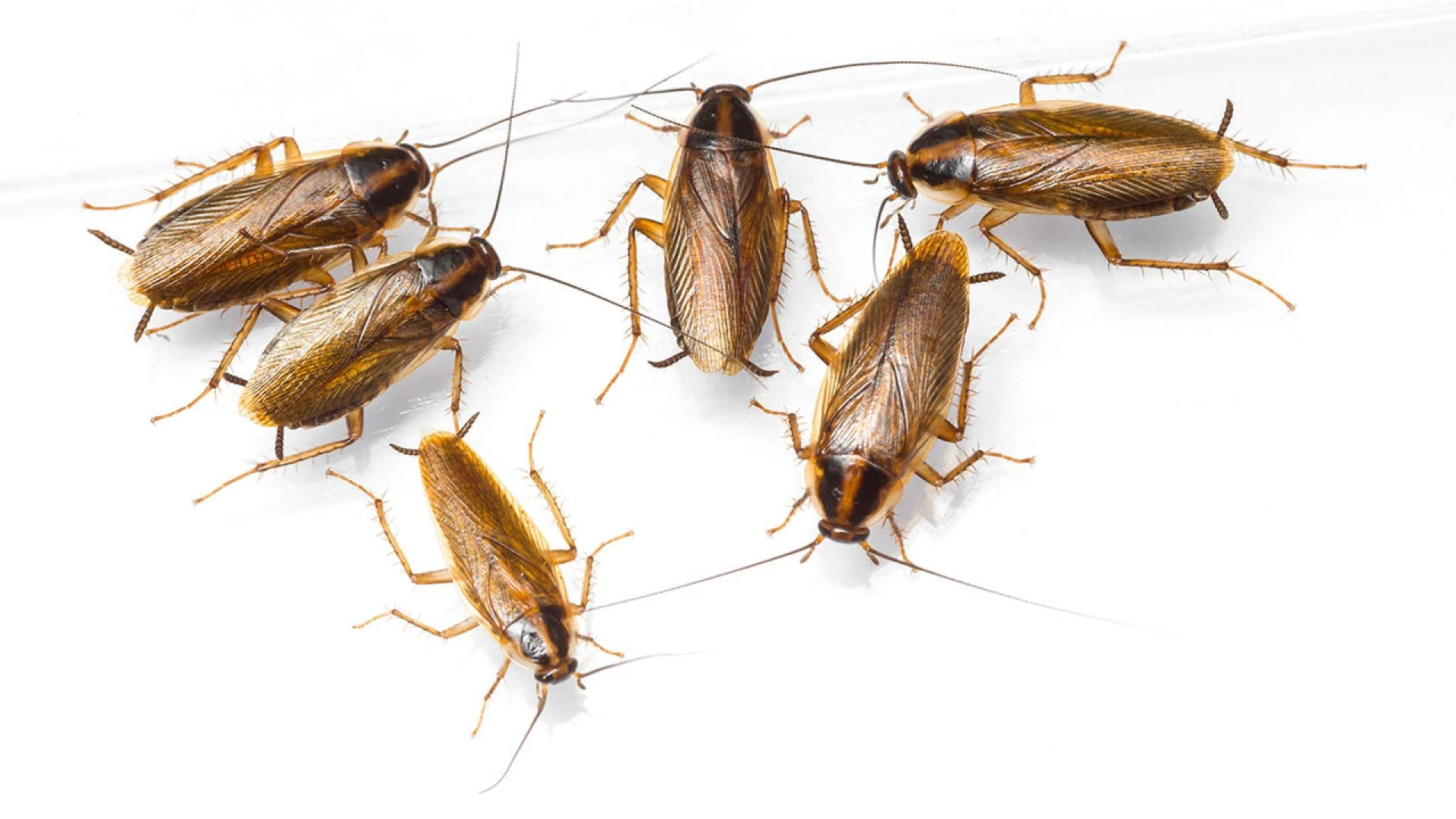 Navigating Cockroach Control Near Me