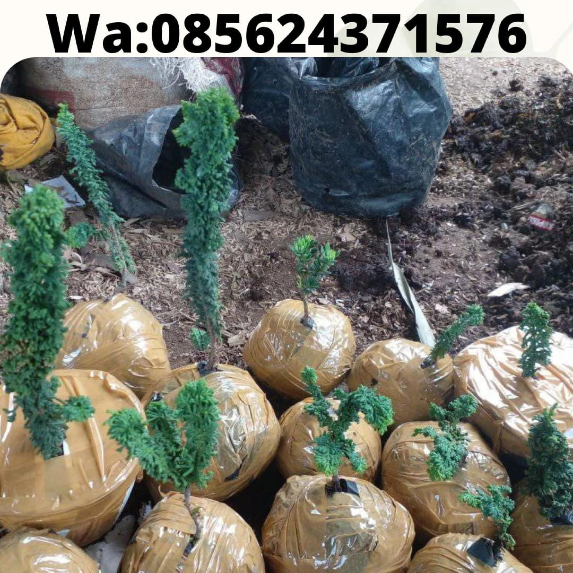 085624371576 , penyedia bibit bonsai cemara bagus , supplier bibit bonsai cemara murah