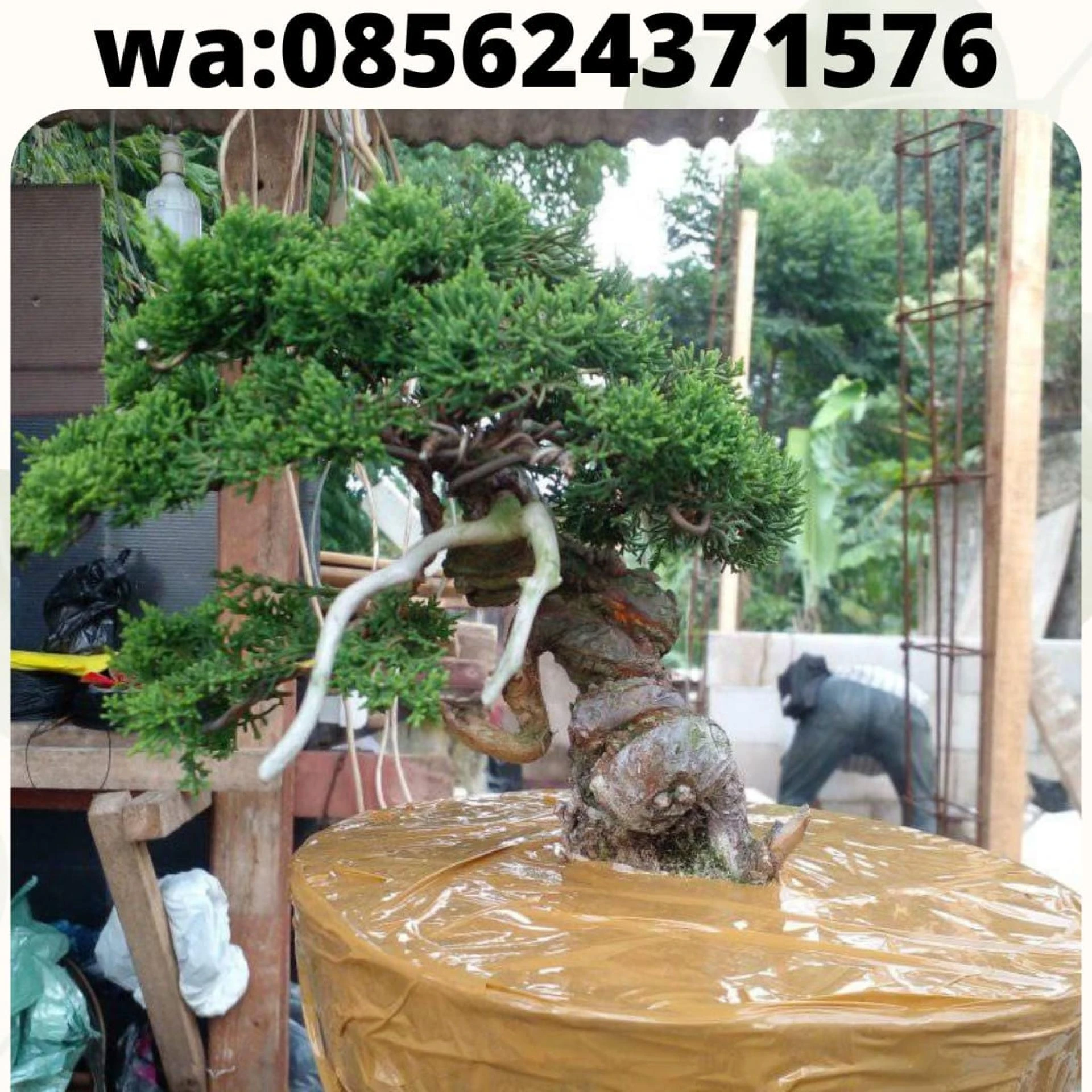 085624371576 , beli bibit bonsai cemara berkualitas , jual bibit bonsai cemara untuk hiasan