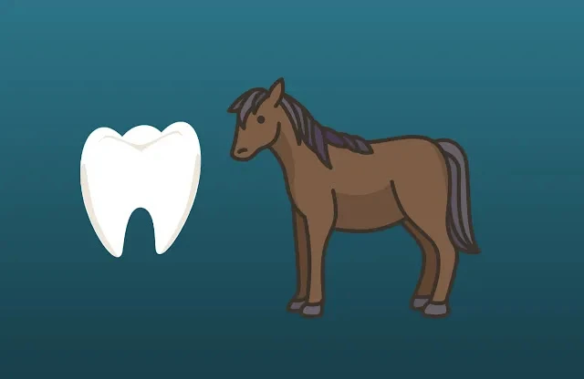 Horse Age by Teeth: Unveiling Horse Age through Teeth