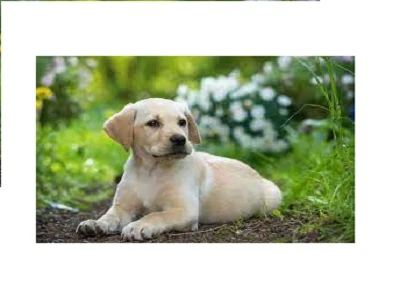 Dog Training