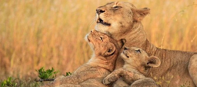 Tanzania Wildlife Safaris for a Memorable Trip in 2023