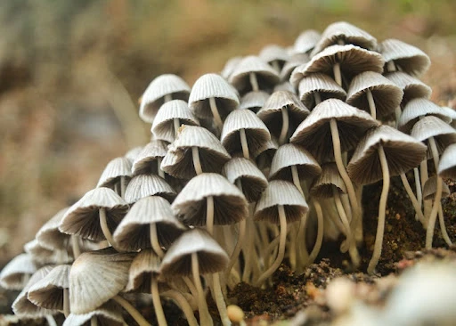 Medicinal &amp; Therapeutic Applications Of Mushroom Edibles