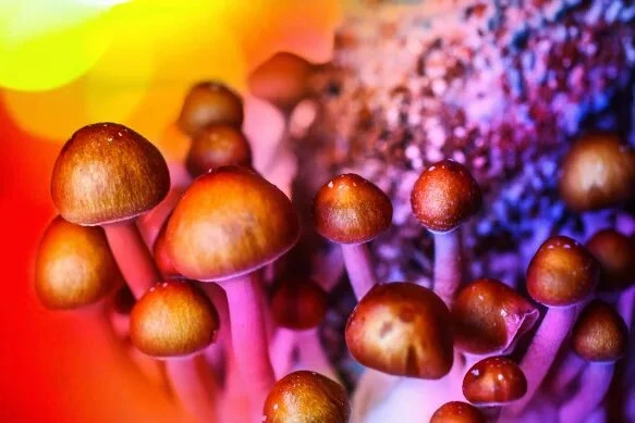 What Do Magic Mushrooms Do To Your Nervous System?