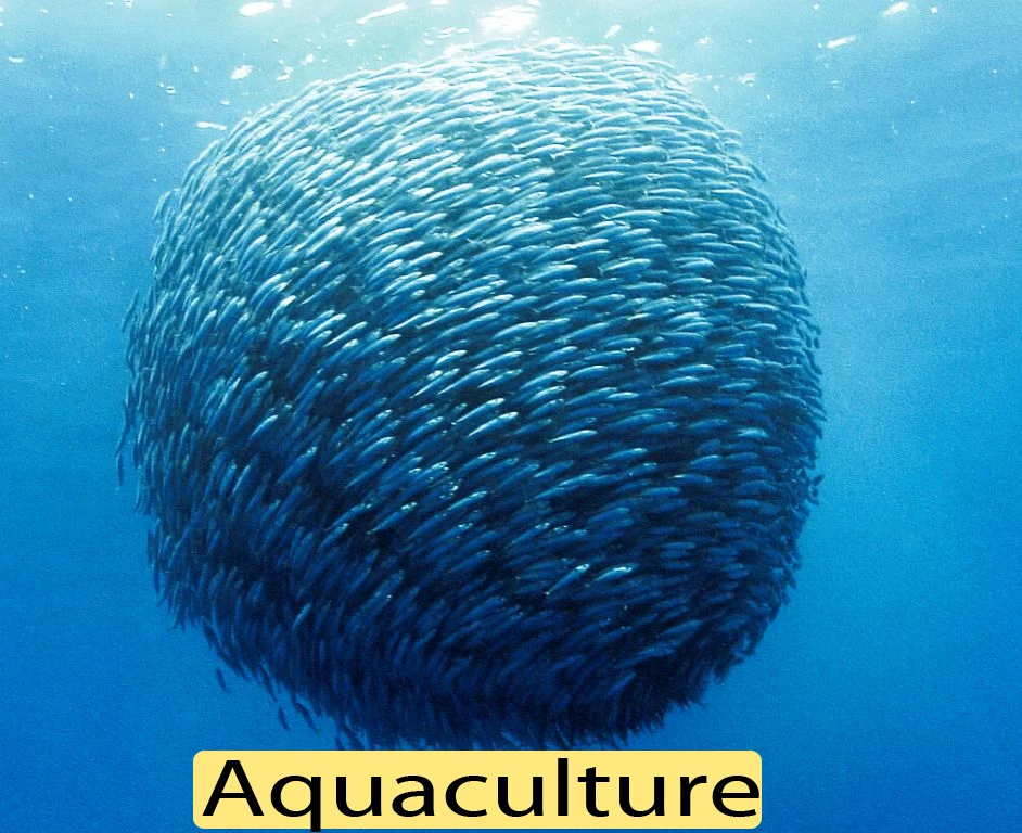 The Importance Of Marine Science and Aquaculture