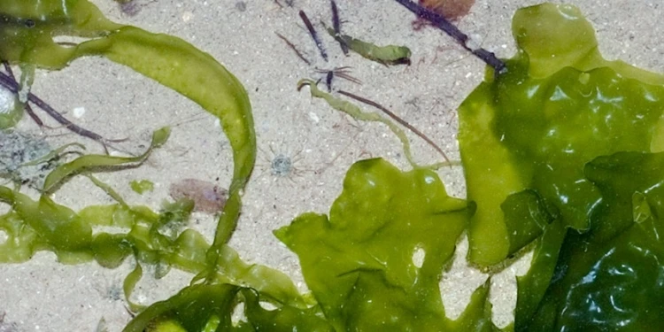 Commercial Seaweeds Market Analysis, Growth, Share, Size, Trends &amp; Forecast