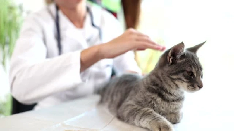 Do Cats Sleep with Eyes Open? Explained