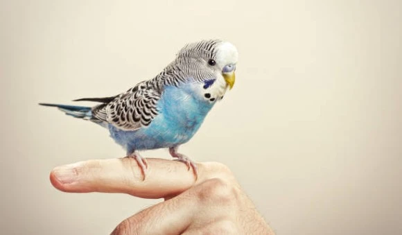 How to Choose the Best Pet Bird for You