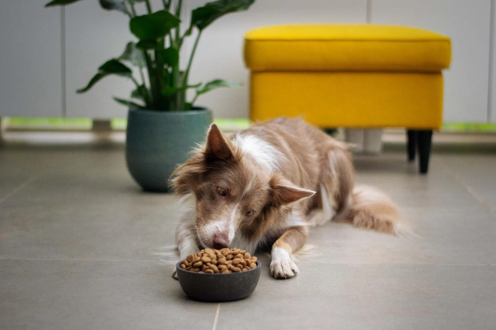 Liver Bites Dog Treats — What Are They and How Do They Help Your Pet?
