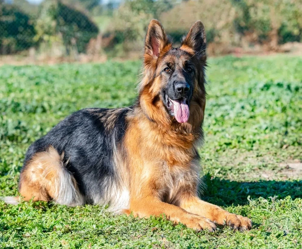 10 Reasons to Adopt a Long-Haired German Shepherd Puppy
