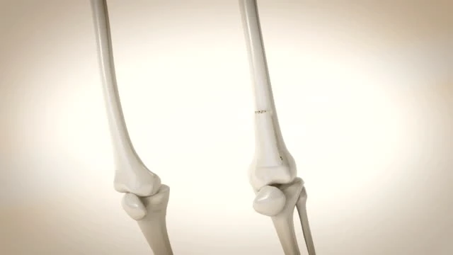 What Is The Importance Of Bone Density?