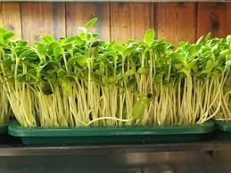 Microgreens Market Analysis, Share, Size, Trends, Growth and Forecast