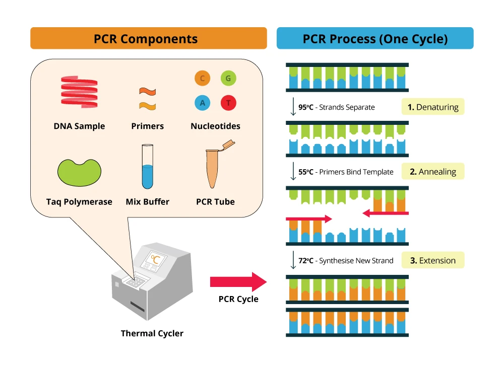 Polymerase Chain Reaction Market Growth: Navigating Business Strategies and Market Expansion Trends