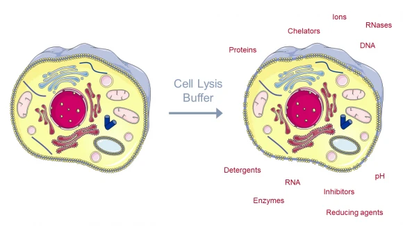 Cell Lysis Market Motivated with Rising Demand from Industrial Sector during Forecast Period 2023-2030
