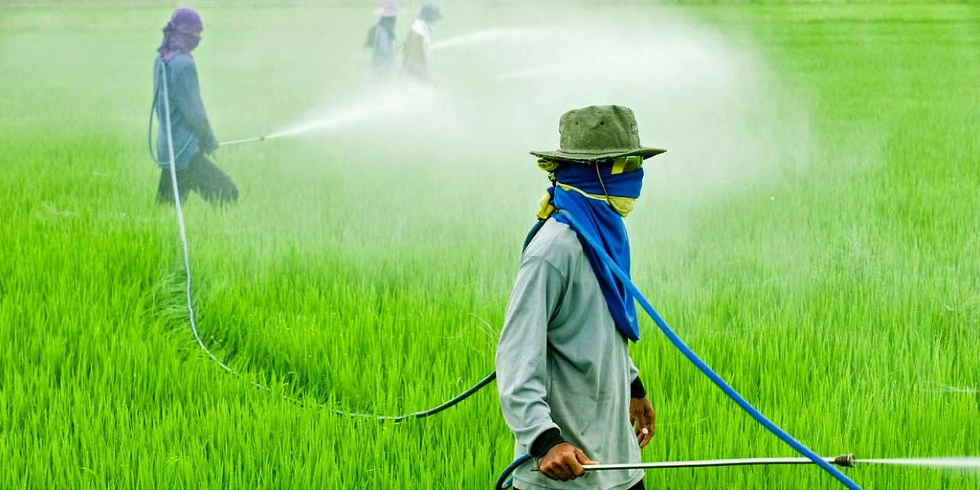Agrochemicals Market: Empowering Farmers with Advanced Agri-inputs and Nutrient Management
