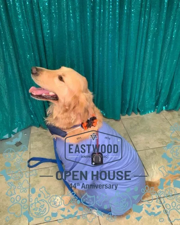 What Are The 6 Steps To Grooming A Dog?