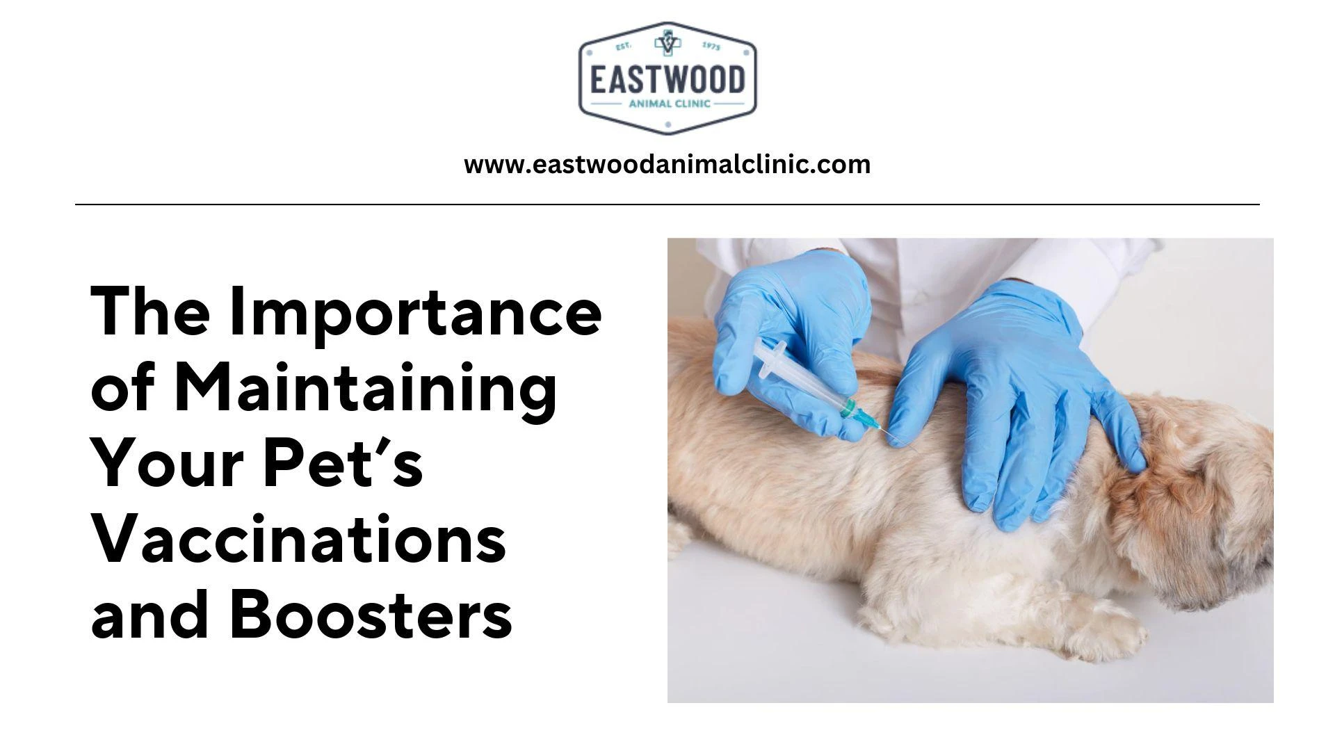 The Importance of Maintaining Your Pet’s Vaccinations and Boosters