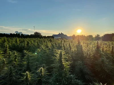 Which Provides Better Pain Relief: hemp oil salve or Balm? | Lancashire Hemp