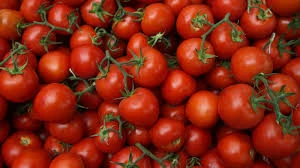 How to Grow Tomatoes from Seed at Home
