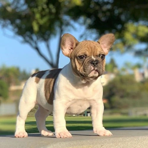 All You Have Ever Wanted To Know About Dogs