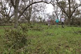 How to Restore a Landscape after a Hurricane