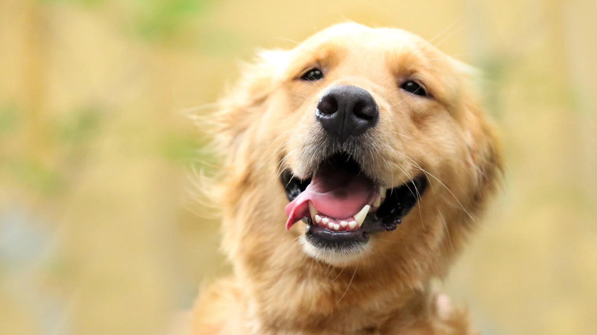 Scoop the Mess: Pooper Scooper Service in Schaumburg for a Spotless Yard