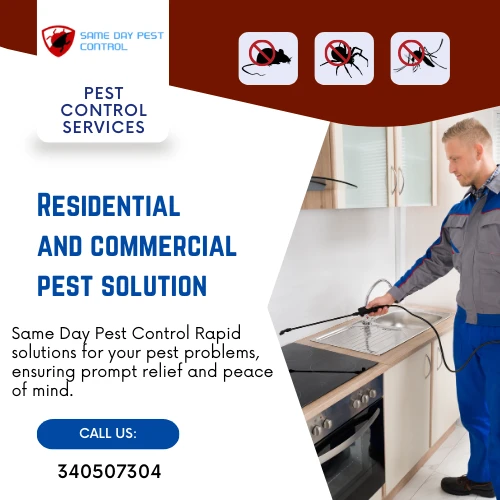 Quick Solutions: Same Day Pest Control Murrumbeena