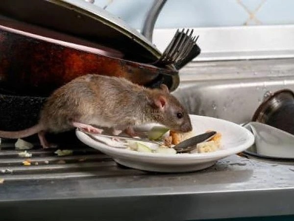 Comprehensive Guide to Rodent Removal and Control Services