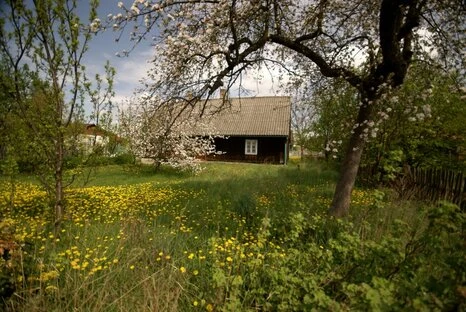 Evergreen Elegance: Landscaping Ideas for a Stunning Winter Garden