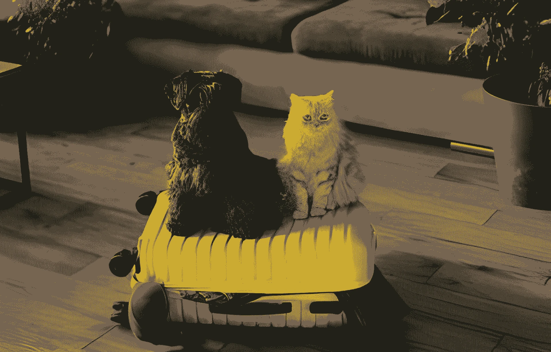 Traveling With Pets in San Jose: The Ultimate Guide