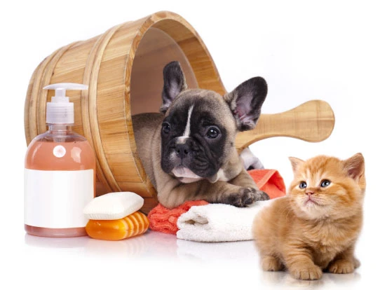 Pawsome Grooming Tips for Your Dog and Cat: A Comprehensive Guide