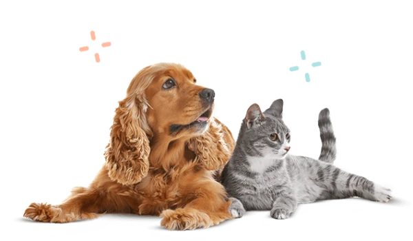 Pet Grooming Tips: How to Keep Your Dog or Cat Looking and Feeling Their Best