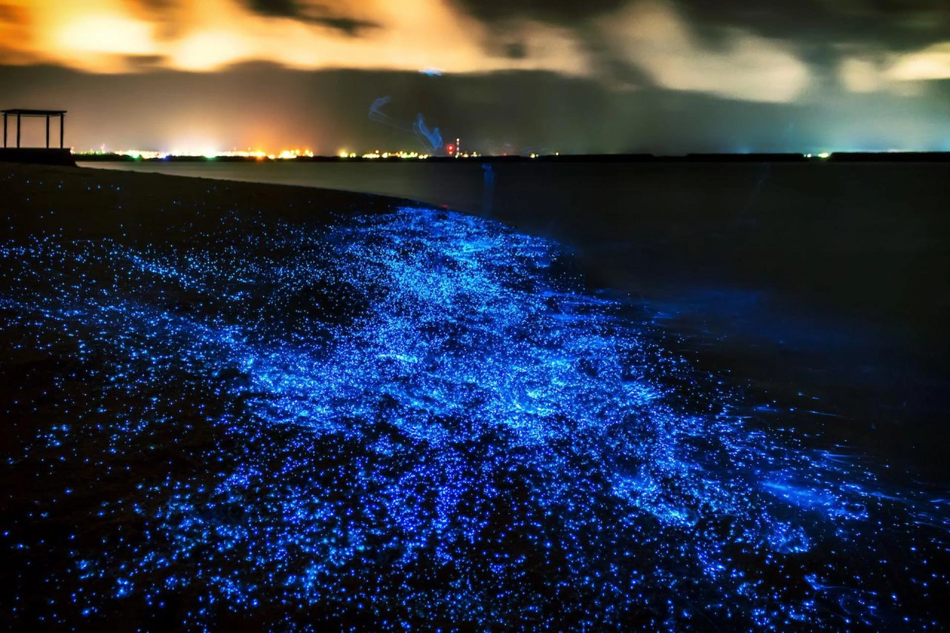 Nature's Masterpieces: The Breathtaking Beauty of Bioluminescent Creatures