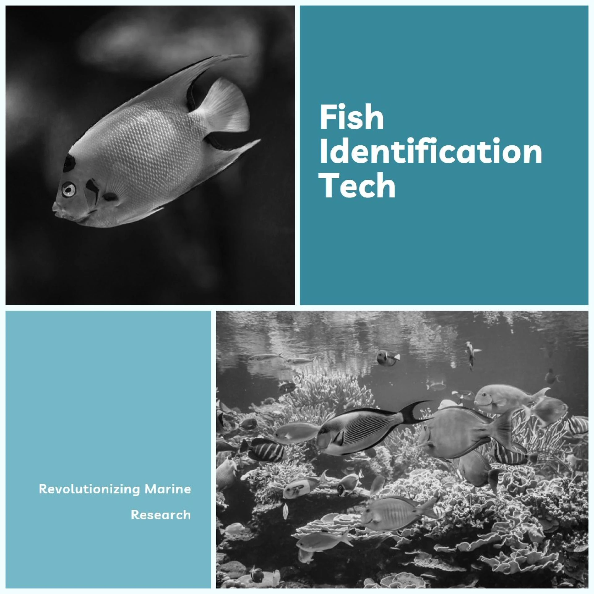 How Fish Identification Tech Boosts Marine Research &amp; Conservation in 2024