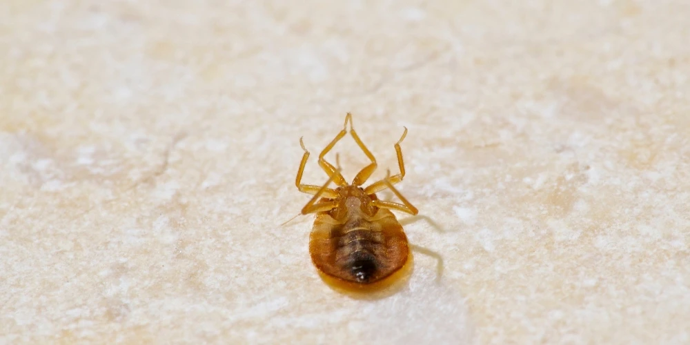 Bed Bug Control in Mississauga and Why Your House Needs It