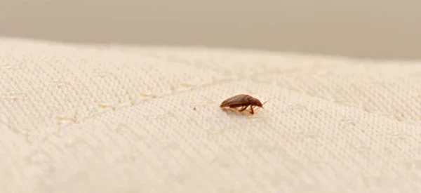 Get the Best Results With Bed Bug Control in Stoney Creek